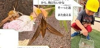 eyJidWNrZXQiOiJwcmQtY2NpY3Qtam9jciIsImtleSI6Im5vdGljZS8xMzkxNzEvaW1hZ2VzLyVFNiU5OCU4NiVFOCU5OSVBQl8wMDAxLmpwZyIsImVkaXRzIjp7InJlc2l6ZSI6eyJ3aWR0aCI6OTYwLCJ3aXRob3V0RW5sYXJnZW1lbnQiOnRydWV9LCJyb3RhdGUiOm51bGx9fQ==?signature=b893461d9e28a1be26098f1852fb256a11be6e1f5de2a8cd9517514f7a50920d